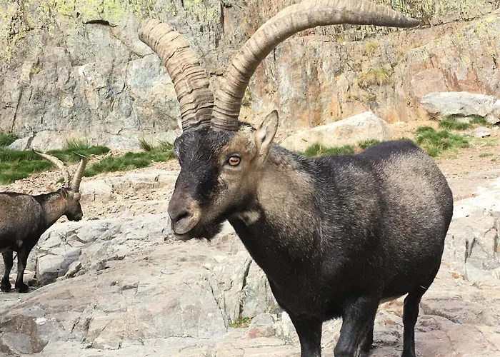 Hotel que admite mascotas: Artesano I y III